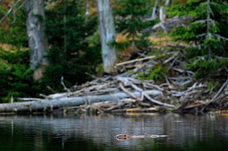 海狸，蓖麻纤维，在山上的湖，海狸城堡的背景。大自然的野生动物景象。来自捷克苏玛瓦山的动物。海狸在水面游动，在夜间游动