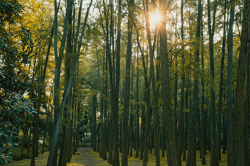 中国杭州杭州植物园树林中的小径
