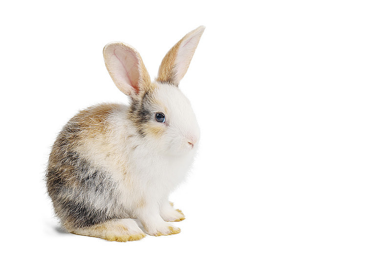 婴儿浅棕色和白色斑点兔子长耳朵坐在孤立的白色背景与修剪路径