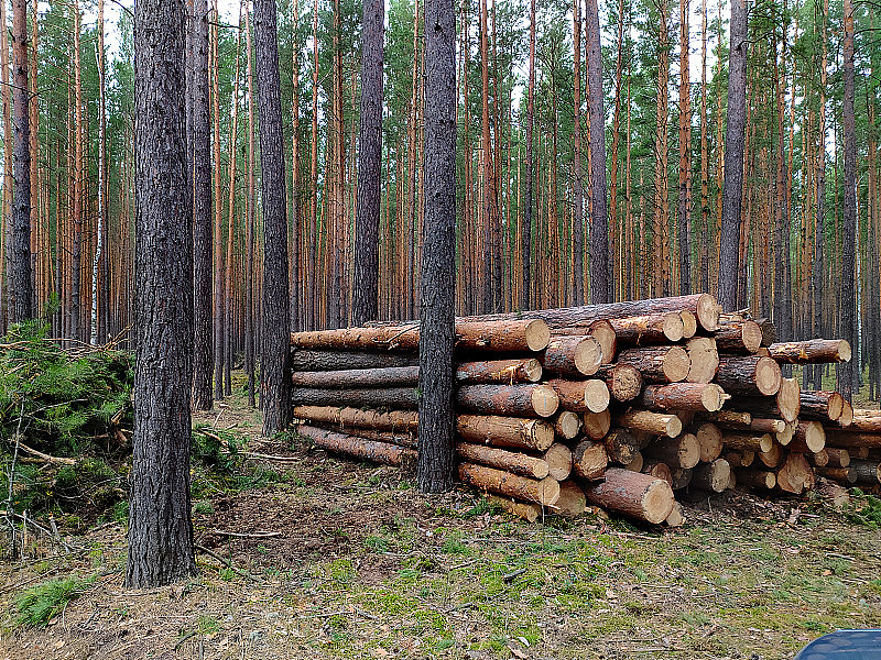 夏天，锯过的圆木躺在松林里。俄罗斯。西伯利亚。日志记录。林业。自然管理。移动照片. .