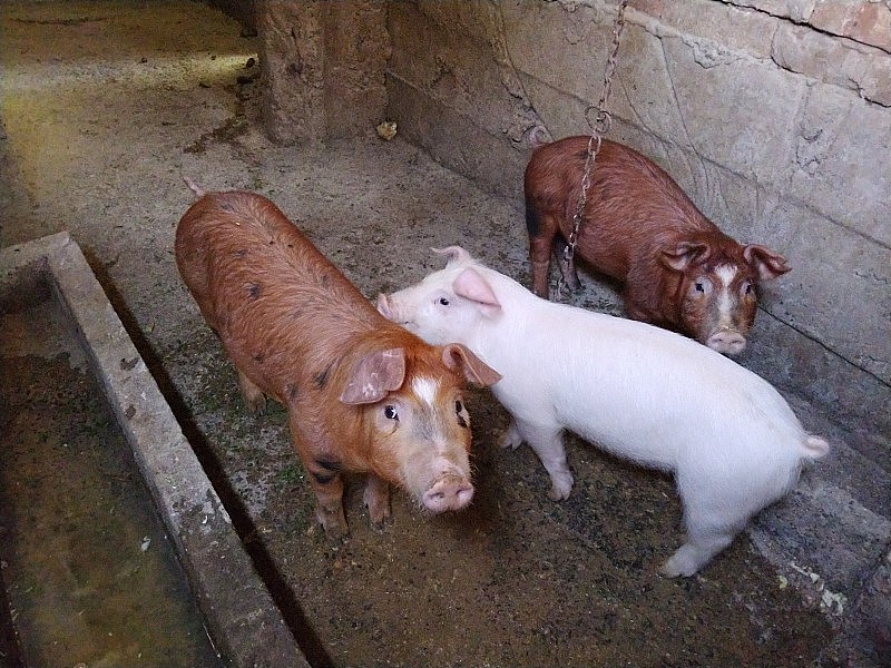 三只小猪在一个马厩里。谷仓里欢快的动物们。育肥用的小猪。小猪们正在看照相机。两只红褐色的猪，一只粉红色和白色的