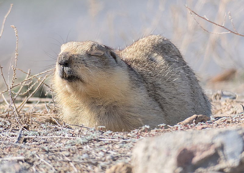 哈萨克斯坦拜科努尔，在春天的阳光下，休眠期的土拨鼠