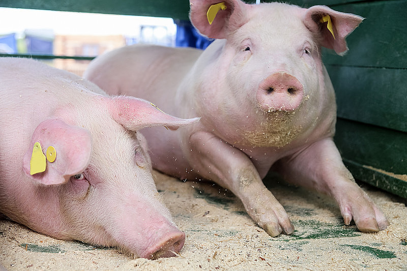 在春天的晚餐前，两只猪在一个棚子里休息。