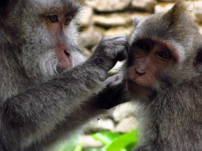 一只猴子在给另一只猴子除虱子，印度尼西亚的巴厘岛