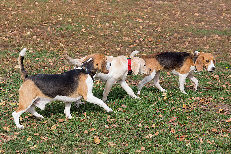 两只可爱的英国小猎犬和拉布拉多猎犬在秋天的公园里散步。宠物的动物。