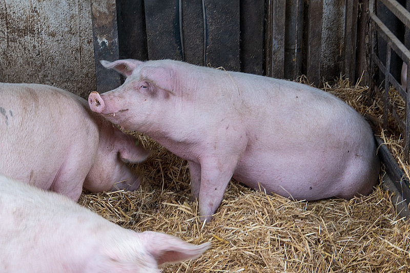 有机猪养殖。在有机农场中，动物必须被尽可能地保存在适合的物种中。猪和小猪在外面和稻草上。