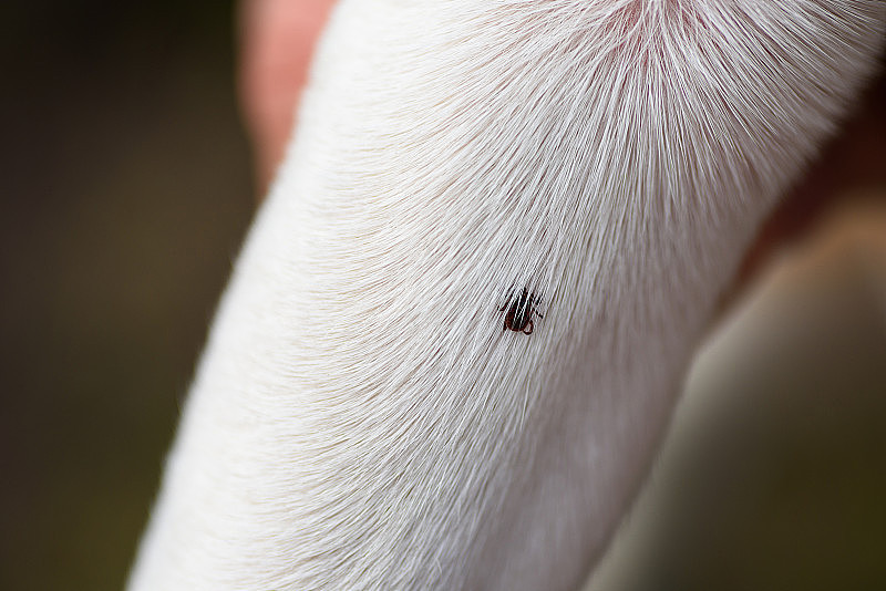 狗爪上人类皮肤上的蜱虫寄生虫