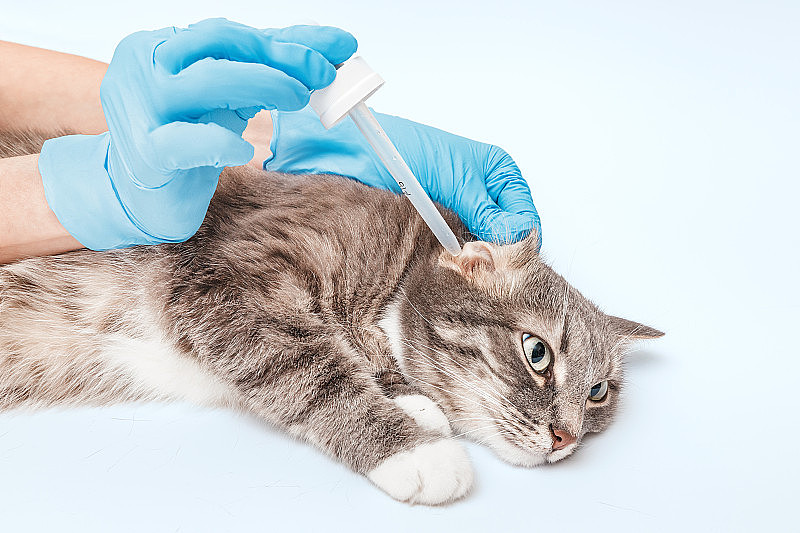 兽医在兽医诊所为猫滴药治疗耳螨或耳炎。用于对抗家畜寄生虫和细菌感染的现代药物