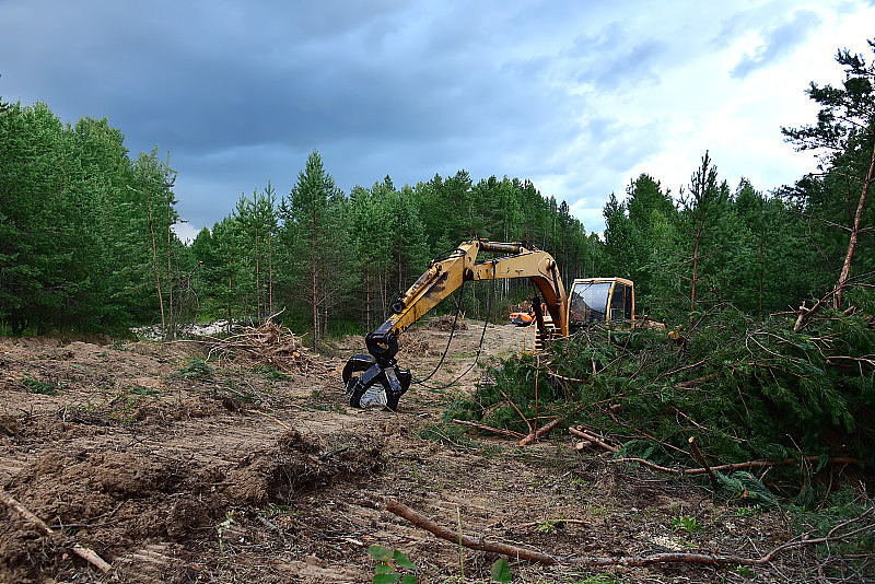 挖掘机抓斗清理森林期间的新发展。林业作业用带林夹的履带式挖土机。