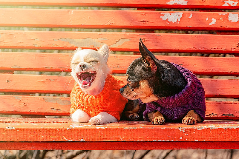 两只吉娃娃狗坐在橙色的木凳上。穿衣服的吉娃娃狗和穿衣服的吉娃娃小狗