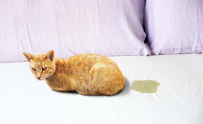 猫坐在床边小便