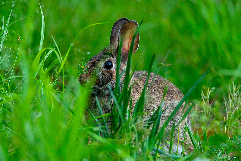 草地上的东方棉尾兔