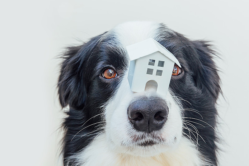 滑稽的肖像可爱的小狗边境牧羊犬抱着微型玩具模型房子在鼻子上，孤立在白色的背景。房地产抵押财产甜蜜家狗收容所概念