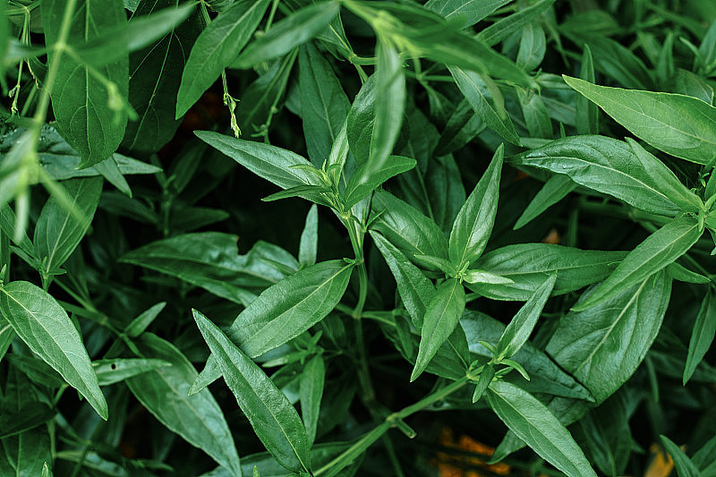 穿心莲或穿心莲是泰国中草药中草药有机植物的叶子