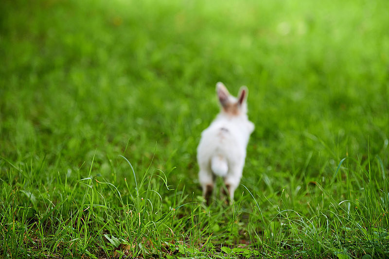小白毛绒绒的兔子在鲜艳的绿色草坪上跳来跳去，背景模糊不清