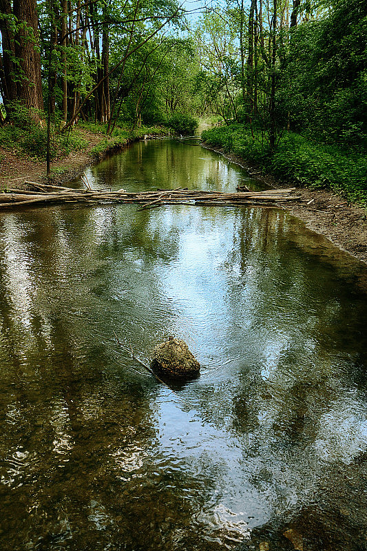安静的小溪在夏天的绿色景观与海狸水坝