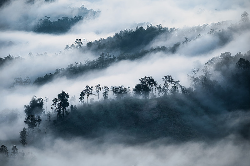 清晨，白色的雾和树木在山上流动