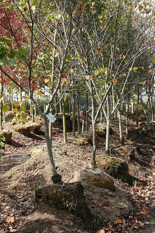 秋季出售的彩色树木