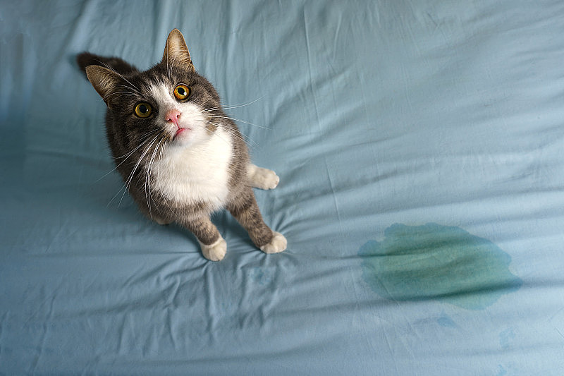 猫坐在靠近湿的或尿在床上。猫在家里的床上小便。坏猫的行为