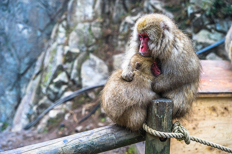 小猴子和他的成年猴子拥抱在地狱谷