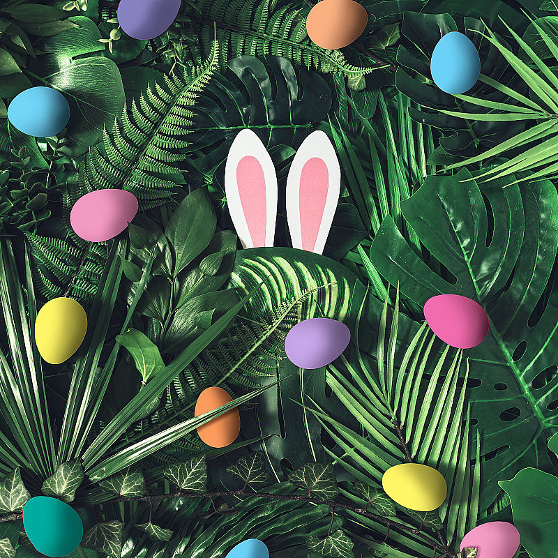 创造性的复活节自然背景。绿色的热带棕榈叶，粉红色的复活节兔子耳朵和彩色的复活节蛋。最小的弹簧抽象丛林或森林组成。当代风格。复活节快乐。