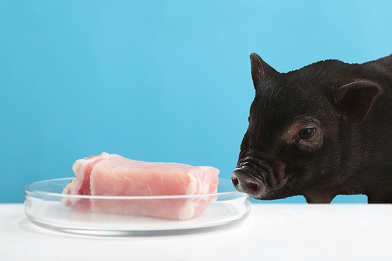 实验室培养的猪肉放在白色的培养皿上，猪放在浅蓝色的背景下。非养殖肉概念