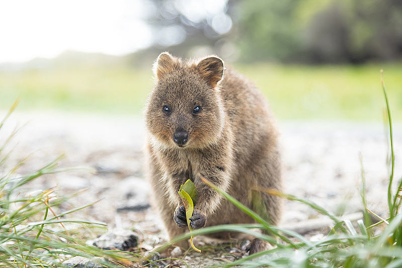 在西澳大利亚的罗特内斯特岛看到一只最可爱的短尾矮袋鼠