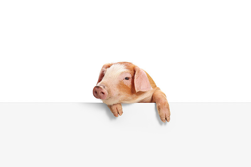 可爱的小猪站在空白的白色面板上