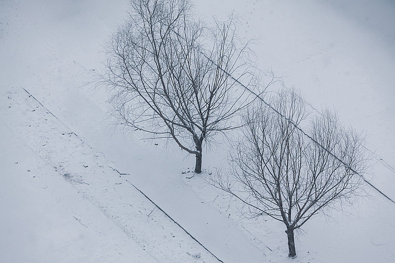 雪覆盖了树。冬天的风景