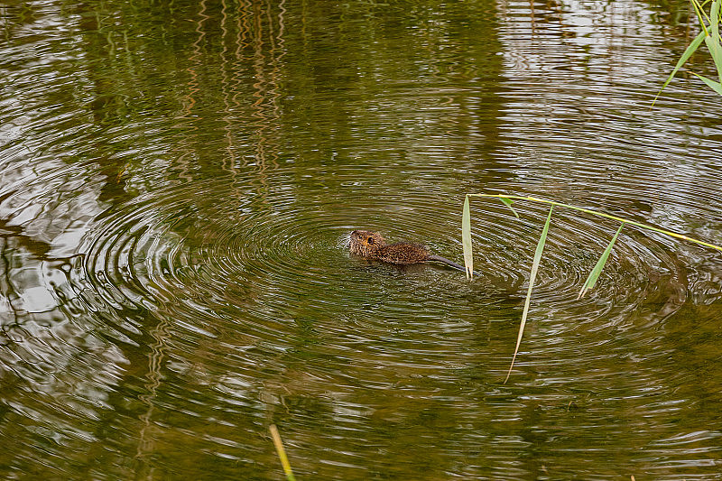 一只年幼的河狸鼠或海狸鼠在水中游泳，经常被误认为是海狸