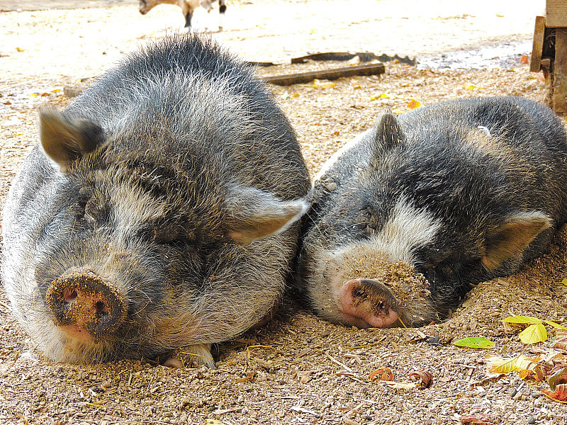 两只猪躺在谷仓的院子里
