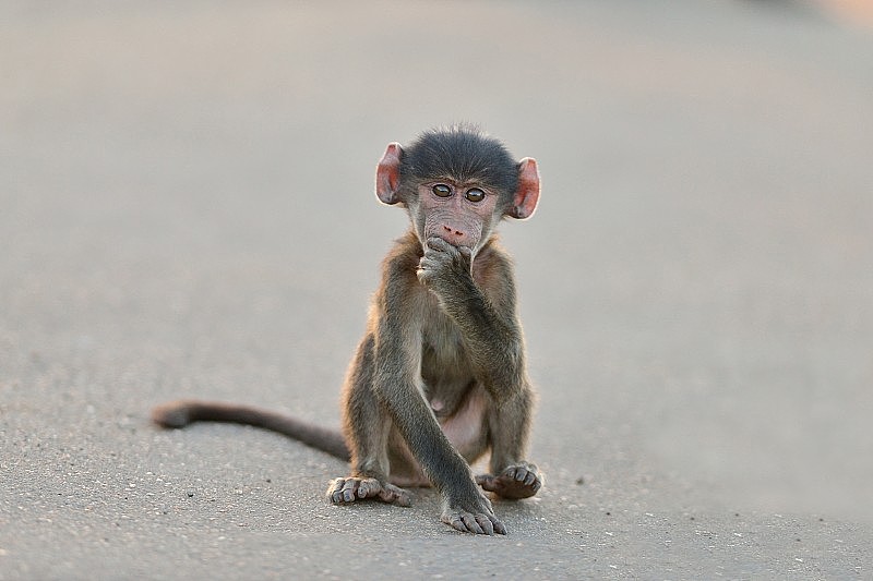 可爱的小猴子坐在柏油路上，手放在下巴下