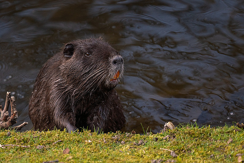 一只海狸鼠在河边休息的特写镜头