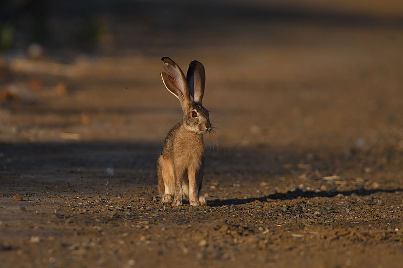加利福尼亚州的一条路上坐着一只野长耳大野兔