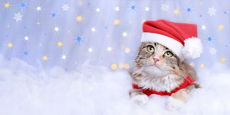 小猫在白云上休息。穿着圣诞老人服装的猫。凯特看着摄像机。白色背景上的小猫。新年快乐。圣诞快乐。网页横幅复制空间。黄蓝色的星星。乌克兰的符号