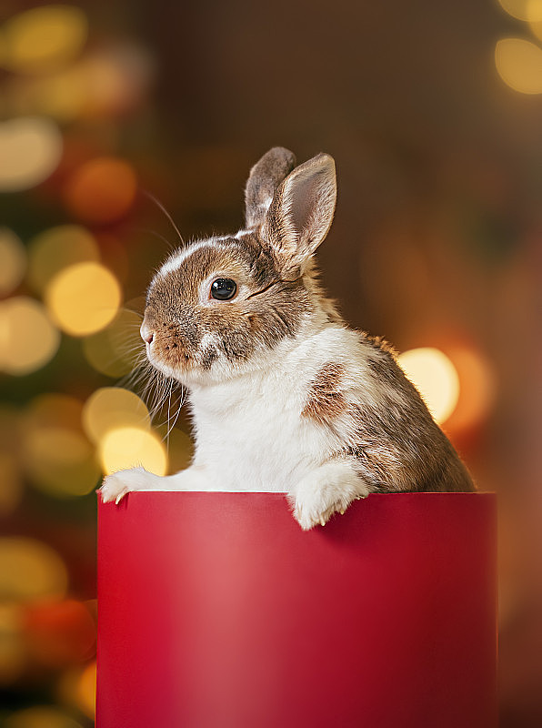 红色礼品盒里的兔子。
