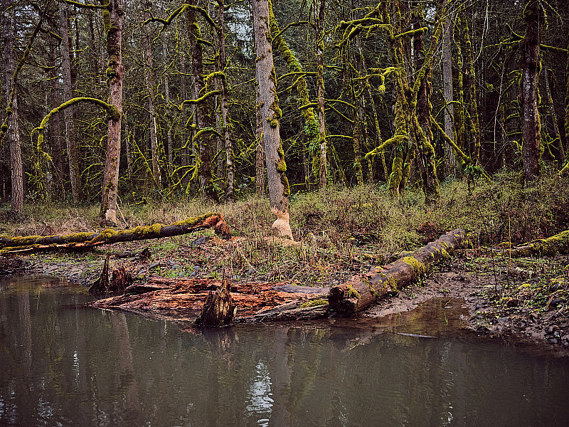 河岸上有海狸咬痕的树木