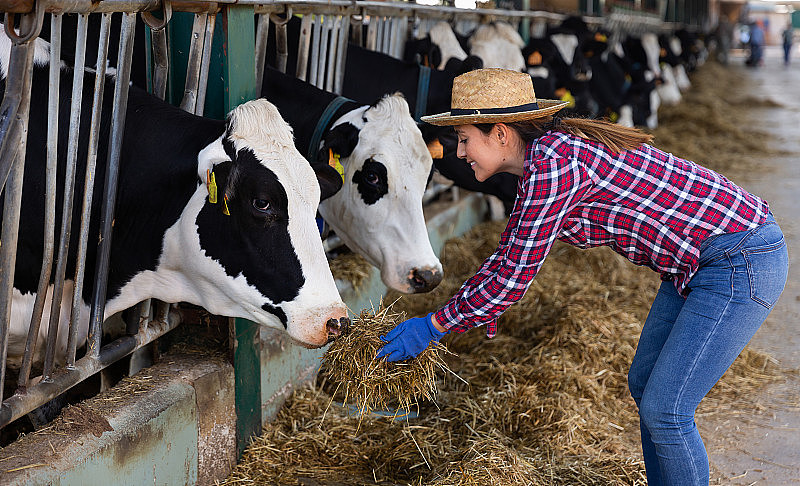 自信勤奋积极开朗的小奶牛场女老板，在牛棚里工作，用干草喂奶牛