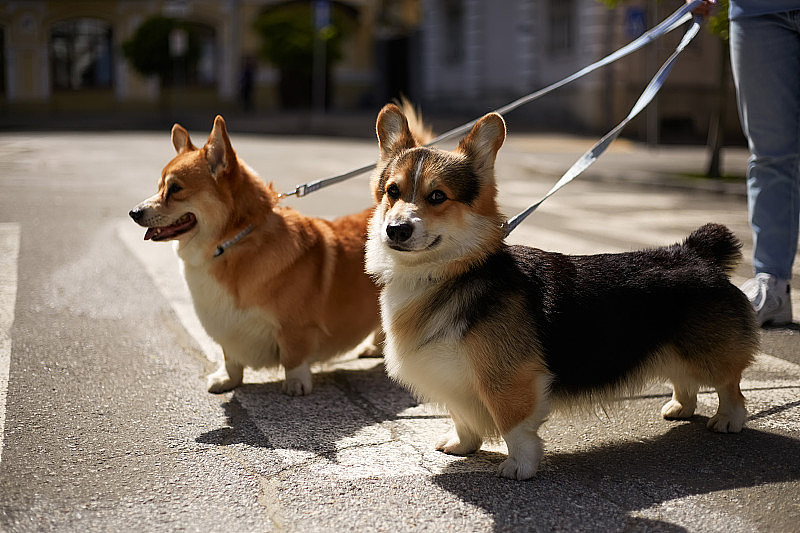 两只可爱的柯基用皮带牵着走。宠物主人在市中心遛彭布罗克威尔士柯基犬