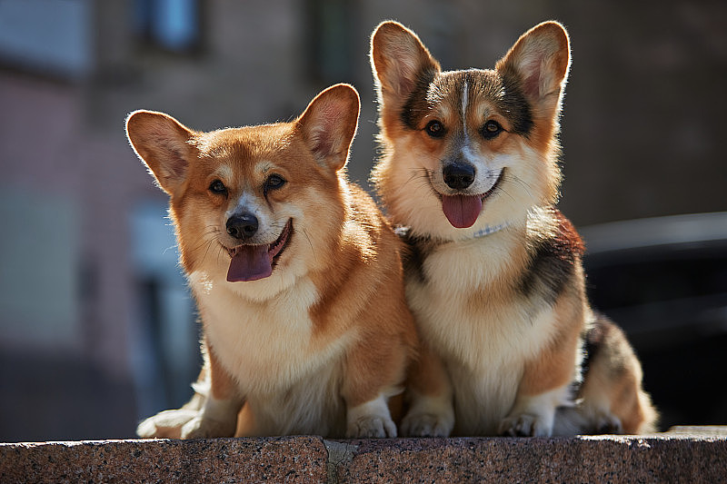 两只小柯基在阳光明媚的日子里坐在户外。美丽的彭布罗克威尔士柯基犬在市中心散步