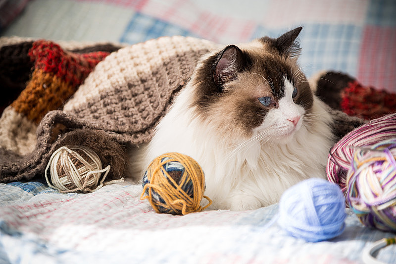 彩色线，编织针和其他手工编织物品和一个可爱的家猫布娃娃