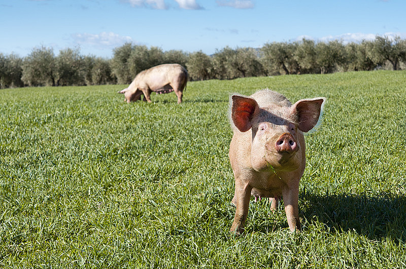 两只粉红色的猪在户外享受草