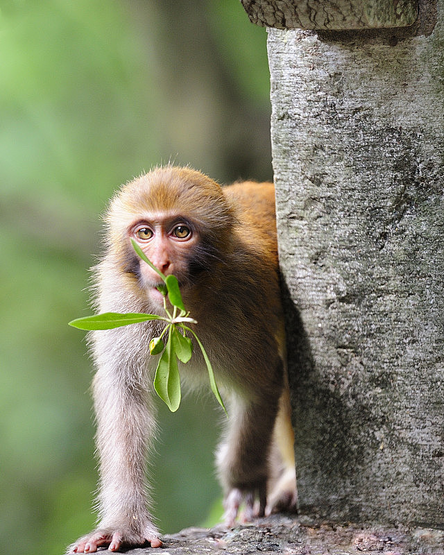 猴子嘴里叼着树叶