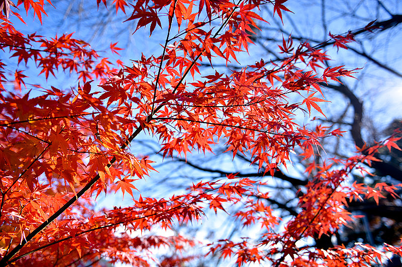 日本红枫树。