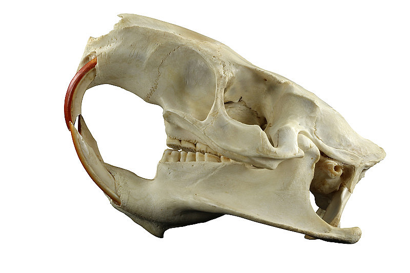 啮齿动物(鼠心肌、海狸鼠、河狸鼠)颅骨上分离出白色