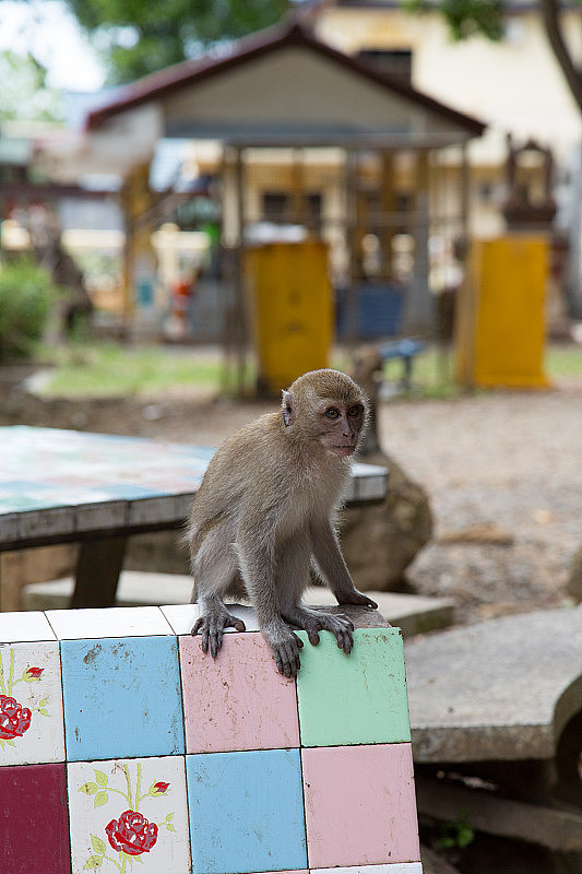 泰国虎洞寺的猴子