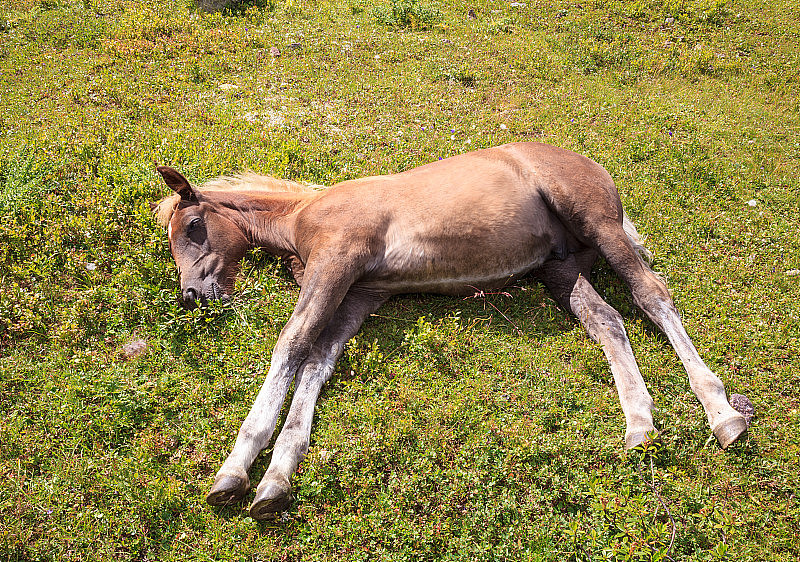 在山上牧场上睡觉的小马驹