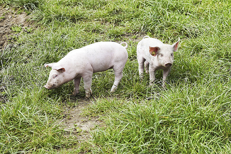 两只小猪# 18 XL