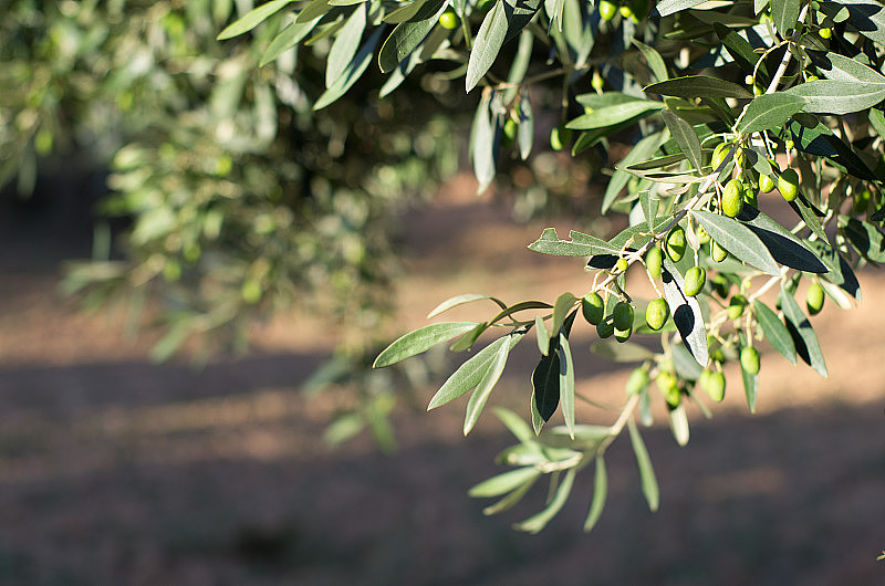 橄榄树绿色，橄榄树生长拷贝空间右米糠水平