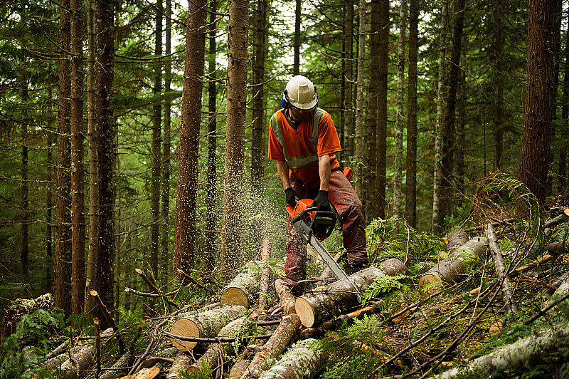 林业工人疏伐森林以防止森林大火
